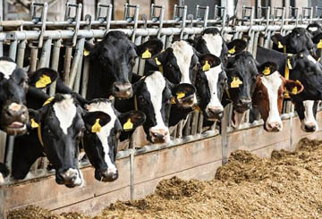 Management for Dairy Farming
